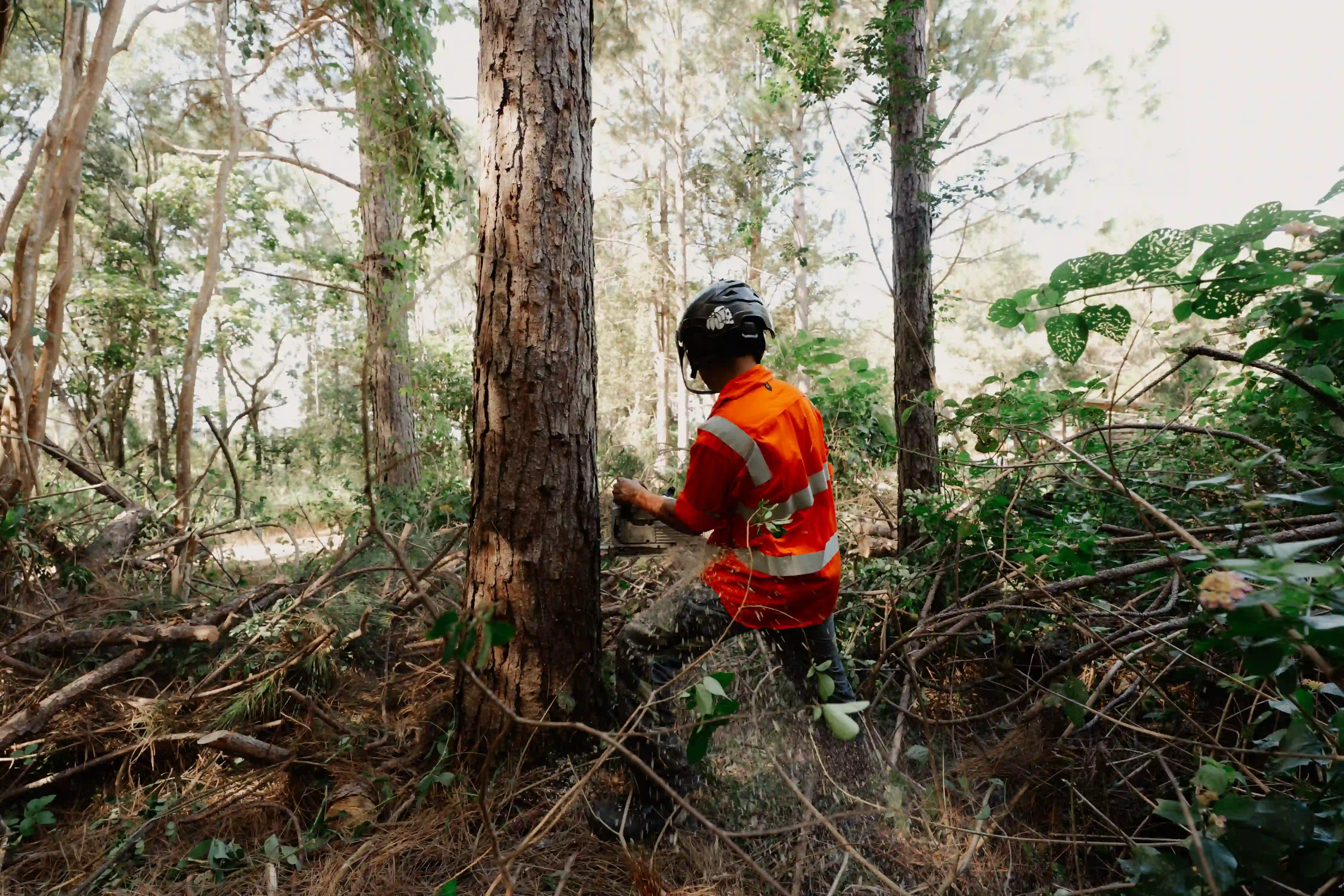 EVM arborist in a forest