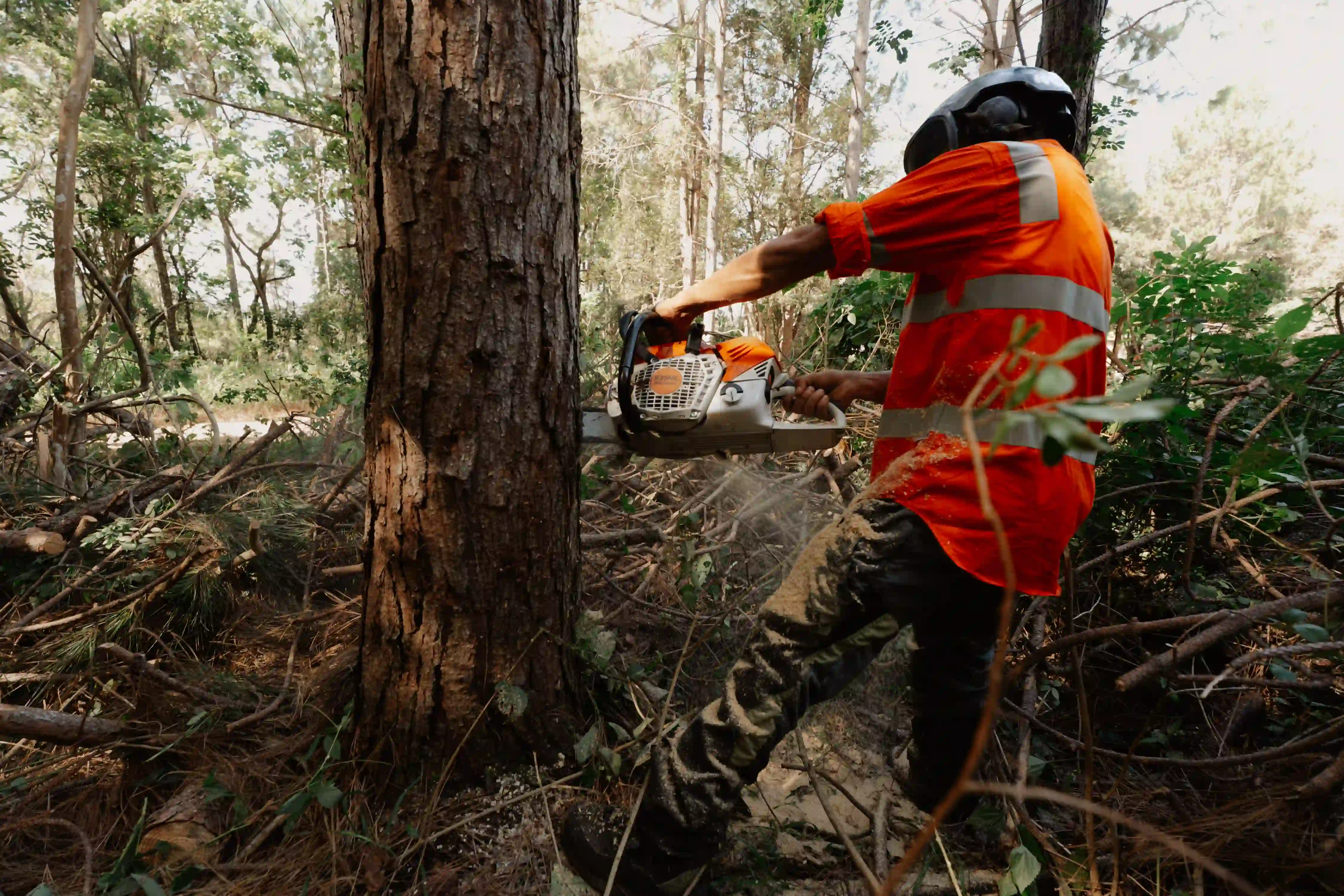 EVM arborist cutting a tree